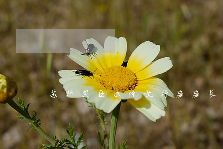 苏州园区法院执行庭庭长 苏州园区法院执行庭庭长