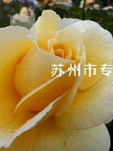 苏州市专业醉驾辩护律师 苏州市专业醉驾辩护律师