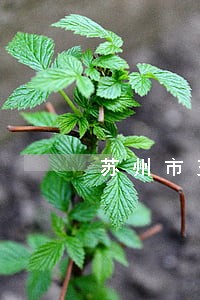 苏州市交通肇事罪律师哪个好 苏州市交通肇事罪律师哪个好