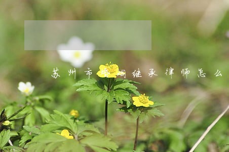 苏州市婚姻继承律师怎么委托 苏州市婚姻继承律师怎么委托