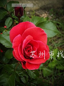 苏州市找债务担保律师哪里找 苏州市找债务担保律师哪里找
