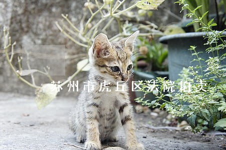 苏州市虎丘区法院拍卖