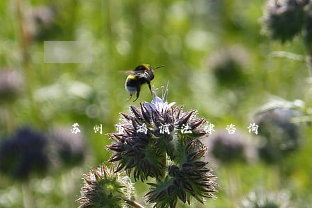 苏州市鸿诚法律咨询 苏州市鸿诚法律咨询
