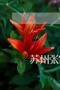 苏州张家港刑事业务律师怎么收费 苏州张家港刑事业务律师怎么收费