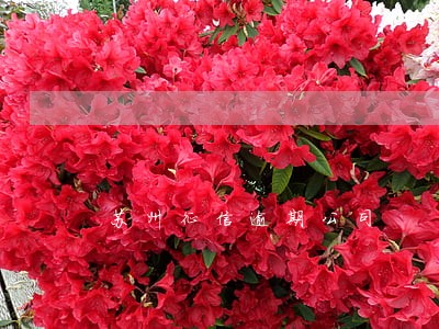 苏州征信逾期公司 苏州征信逾期公司