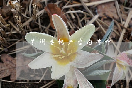 苏州房地产咨询律师 苏州房地产咨询律师