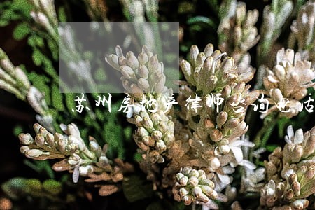 苏州房地产律师咨询电话 苏州房地产律师咨询电话