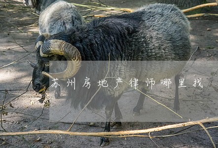 苏州房地产律师哪里找 苏州房地产律师哪里找