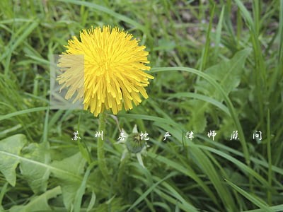 苏州房地产律师顾问 苏州房地产律师顾问