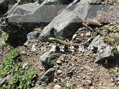 苏州房贷逾期修复哪家好 苏州房贷逾期修复哪家好