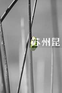 苏州昆山债务官司律师多少钱 苏州昆山债务官司律师多少钱