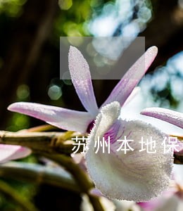 苏州本地保释律师排名 苏州本地保释律师排名