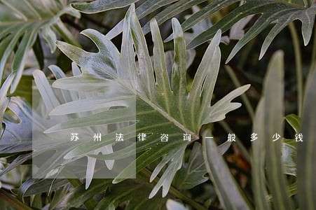 苏州法律咨询一般多少钱 苏州法律咨询一般多少钱
