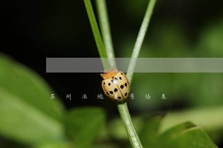 苏州法院案号信息 苏州法院案号信息