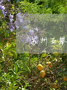 苏州王攀峰律师网 苏州王攀峰律师网