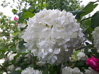苏州离婚律师在线服务 苏州离婚律师在线服务