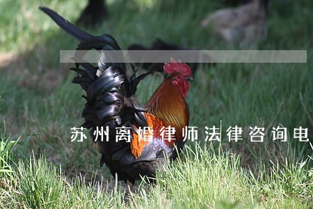 苏州离婚律师法律咨询电话