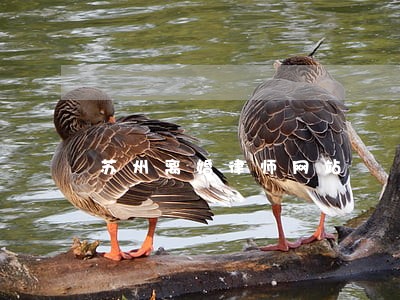 苏州离婚律师网站 苏州离婚律师网站