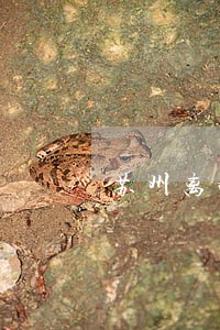 苏州离婚法律咨询律师费 苏州离婚法律咨询律师费