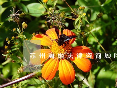 苏州离婚法律咨询顾问 苏州离婚法律咨询顾问