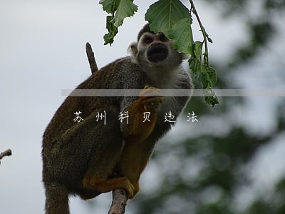 苏州科贝违法 苏州科贝违法