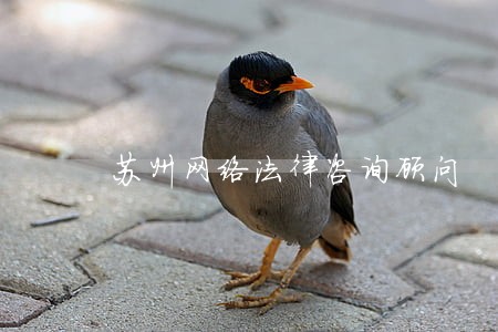 苏州网络法律咨询顾问