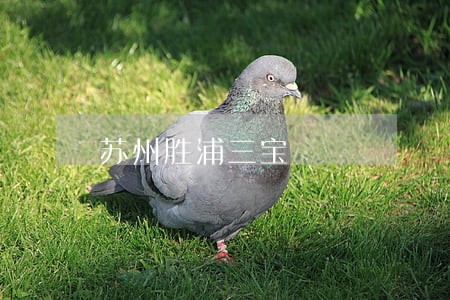 苏州胜浦三宝 苏州胜浦三宝
