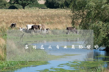 苏州虎丘专业商标律师 苏州虎丘专业商标律师