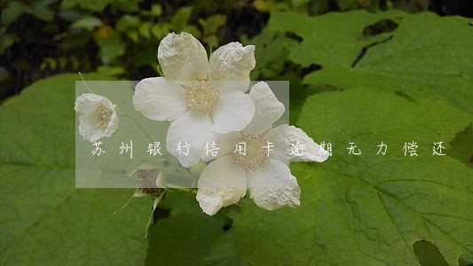 苏州银行信用卡逾期无力偿还 苏州银行信用卡逾期无力偿还