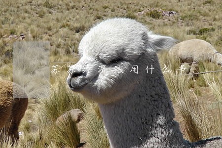 苏苏经济法用什么书 苏苏经济法用什么书