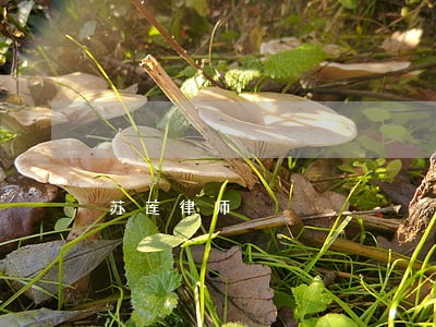苏莲律师 苏莲律师