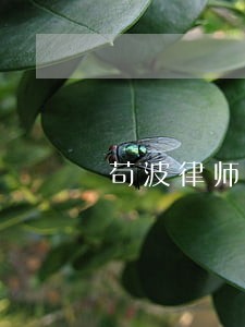 苟波律师 苟波律师
