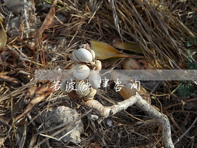 若波法律咨询 若波法律咨询