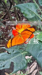 若被告逾期 若被告逾期