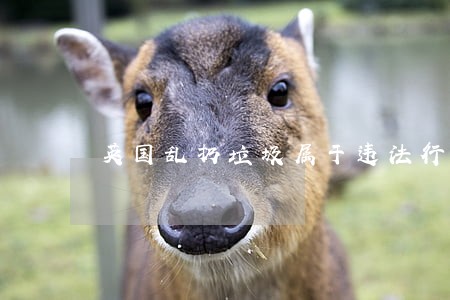 英国乱扔垃圾属于违法行为吗 英国乱扔垃圾属于违法行为吗