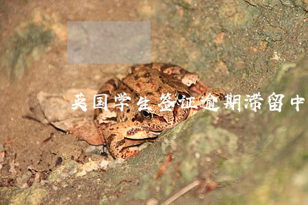 英国学生签证逾期滞留中国 英国学生签证逾期滞留中国