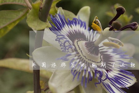 英国旅游签证逾期了还能再签吗 英国旅游签证逾期了还能再签吗