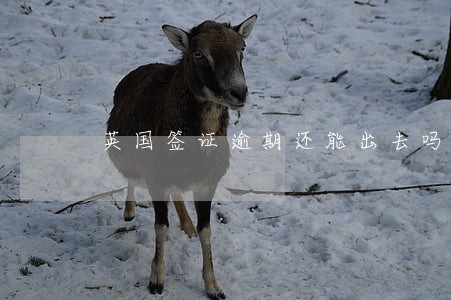 英国签证逾期还能出去吗 英国签证逾期还能出去吗