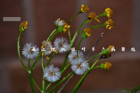 英法院批准对早产病婴施行安乐死 英法院批准对早产病婴施行安乐死