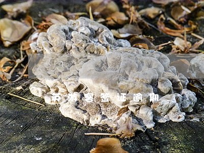 英游客签证逾期 英游客签证逾期