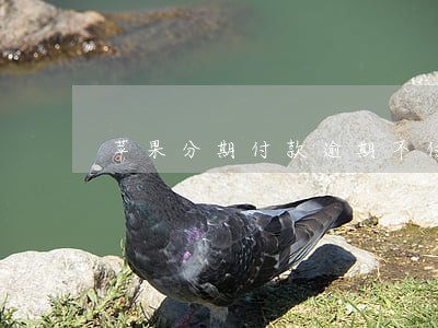 苹果分期付款逾期不付 苹果分期付款逾期不付