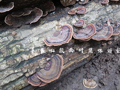 苹果必须面对集体诉讼