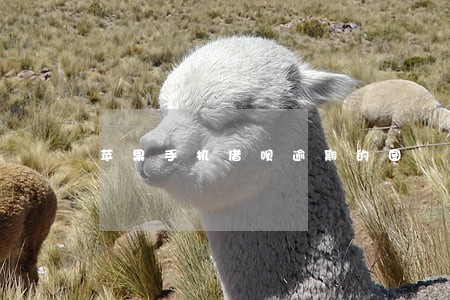 苹果手机借呗逾期的图 苹果手机借呗逾期的图