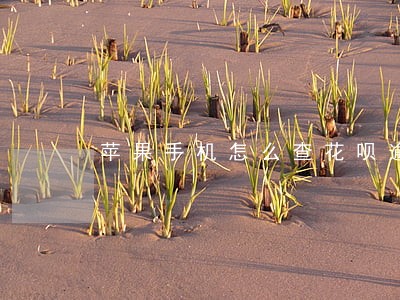 苹果手机怎么查花呗逾期 苹果手机怎么查花呗逾期