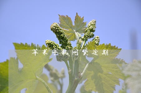 苹果手机网贷逾期 苹果手机网贷逾期