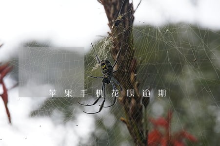 苹果手机花呗逾期 苹果手机花呗逾期