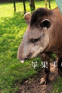 苹果手机贷逾期怎么办 苹果手机贷逾期怎么办
