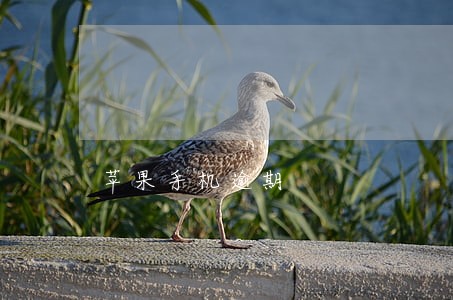 苹果手机逾期