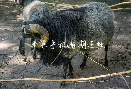 苹果手机逾期还款 苹果手机逾期还款