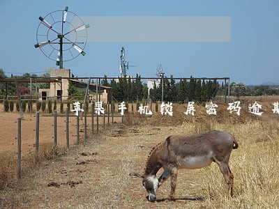 苹果手机锁屏密码逾期